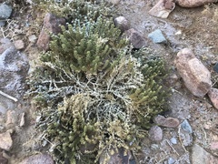 Fagonia mollis