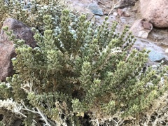 Fagonia mollis