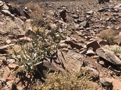 Gomphocarpus sinaicus