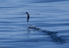 Cheilopogon