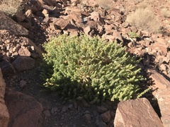 Fagonia mollis
