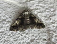 Metria amella