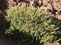 Fagonia mollis