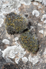 Grimmia orbicularis