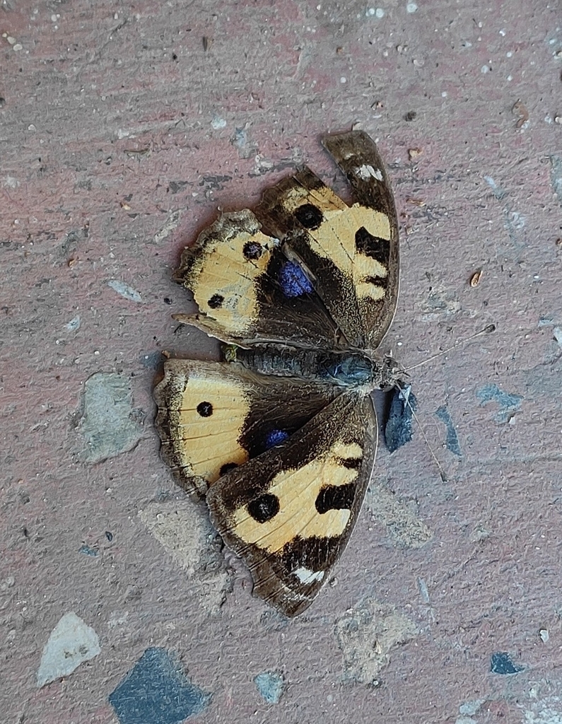 yellow-pansy-from-243x-q88-madhuban-jharkhand-825108-india-on