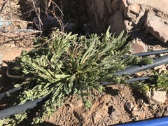 Alkanna orientalis