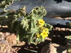 Alkanna orientalis