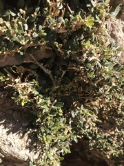 Rhamnus disperma
