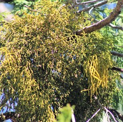 Phoradendron libocedri