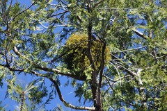 Phoradendron libocedri