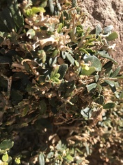 Rhamnus disperma