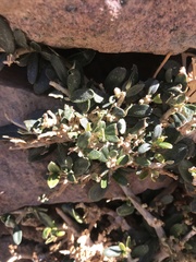 Rhamnus disperma