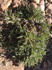Alkanna orientalis