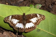 Euryphura isuka