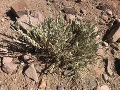 Stachys aegyptiaca