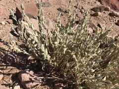 Stachys aegyptiaca