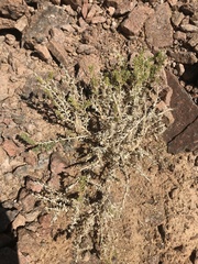 Fagonia mollis