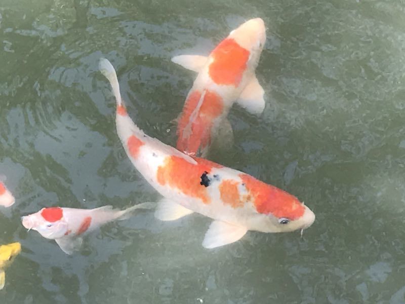 Amur Carp (A guide to the fishes of Austin and Travis County, TX; USA) ·  iNaturalist
