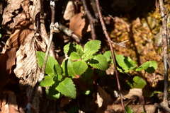 Clinopodium grandiflorum
