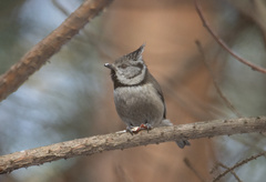 Lophophanes cristatus