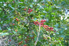 Ilex vomitoria image