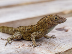 Anolis cristatellus cristatellus