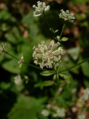 Astrantia carniolica