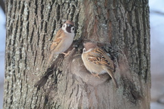 Passer montanus