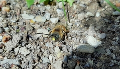 Eucera nigrilabris