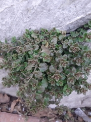 Veronica persica