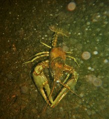 Faxonius rusticus × propinquus