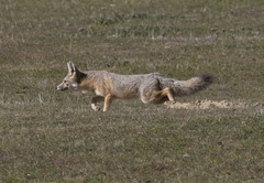 Vulpes macrotis mutica