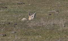 Vulpes macrotis mutica