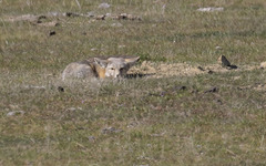 Vulpes macrotis mutica