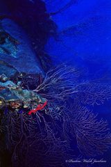 Iciligorgia schrammi