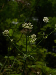 Astrantia carniolica