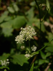 Astrantia carniolica
