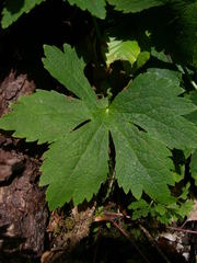 Astrantia carniolica