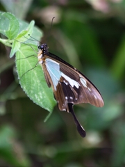 Papilio phorcas