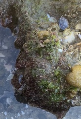 Ulva californica