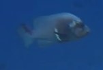Aethaloperca rogaa