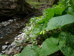 Symphytum cordatum
