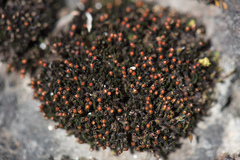 Schistidium brunnescens