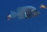 Aethaloperca rogaa