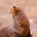 Eared Seals - Photo (c) Scott Buckel, some rights reserved (CC BY-NC)