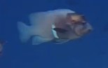 Aethaloperca rogaa