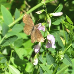 Anisochoria sublimbata
