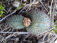 Massonia wittebergensis