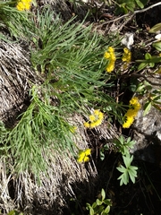 Lomatium ambiguum
