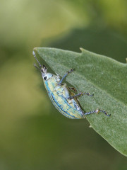 Platyaspistes argentinensis